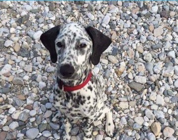 Dog Ratings Project